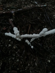 Ceratiomyxa fruticulosa