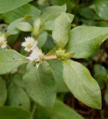 Alternanthera