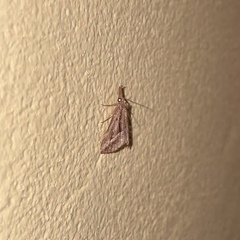 Ophiuche fufialis