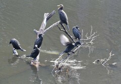 Phalacrocorax sulcirostris