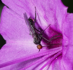 Empidoidea