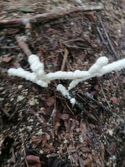 Ceratiomyxa fruticulosa