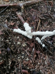 Ceratiomyxa fruticulosa