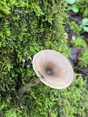 Pseudoclitocybe