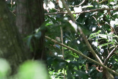 Thryophilus pleurostictus