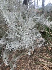 Hymenopappus filifolius
