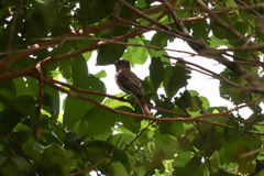 Myiarchus