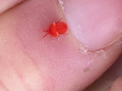 Trombidioidea