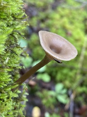 Pseudoclitocybe