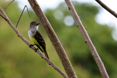 Myiarchus