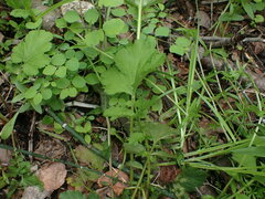 Geum macrophyllum