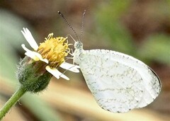 Leptosia nupta