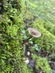 Pseudoclitocybe