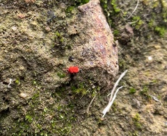 Trombidioidea