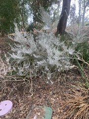 Hymenopappus filifolius