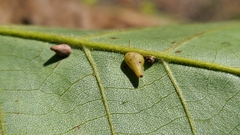 Caryomyia caryaecola