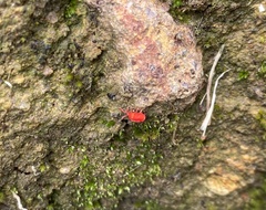 Trombidioidea