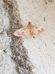 Diaphania