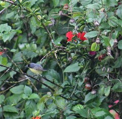 Todirostrum cinereum