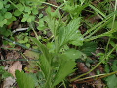 Geum macrophyllum