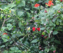 Todirostrum cinereum