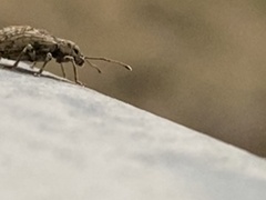 Pseudoedophrys hilleri