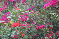 Todirostrum cinereum