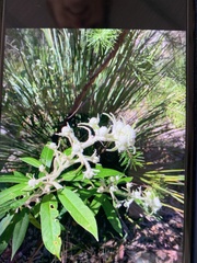 Astrotricha floccosa