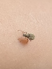 Pseudoedophrys hilleri