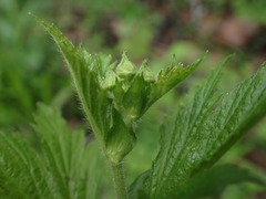 Geum macrophyllum
