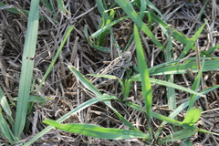 Hippiscus ocelote