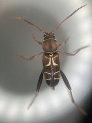 Neoclytus mucronatus
