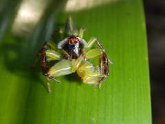 Mopsus mormon