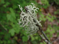 Evernia prunastri
