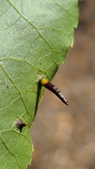 Caryomyia subulata