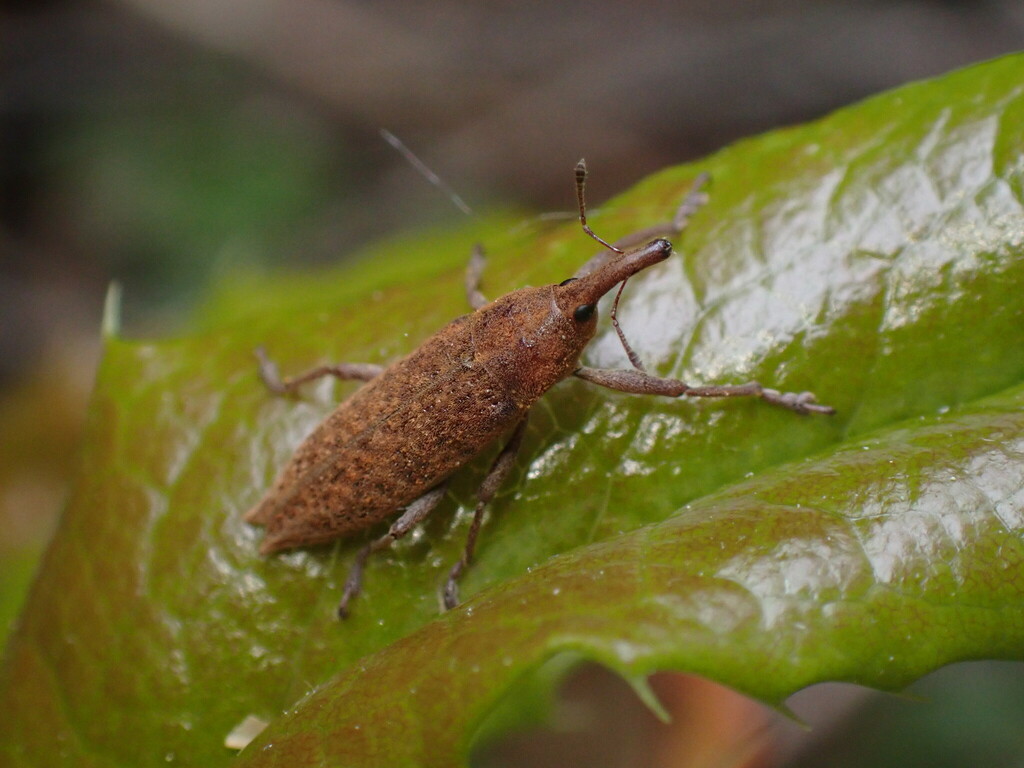 Lixus rubellus