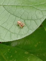 Cytaea