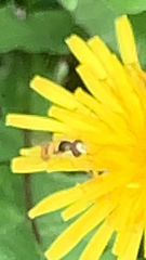 Toxomerus marginatus