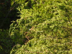 Juniperus pinchotii