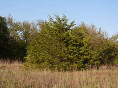 Juniperus pinchotii