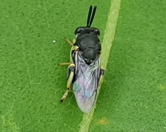 Chalcididae