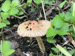 Inocybe pudica