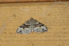 Xanthorhoe defensaria