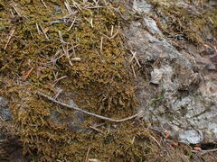 Stereodon subimponens