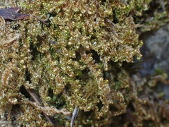 Stereodon subimponens