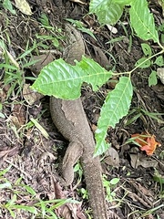 Varanus nebulosus