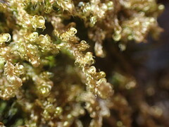 Stereodon subimponens