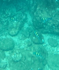 Abudefduf vaigiensis