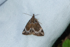 Hypena abalienalis