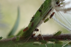 Macrosiphini